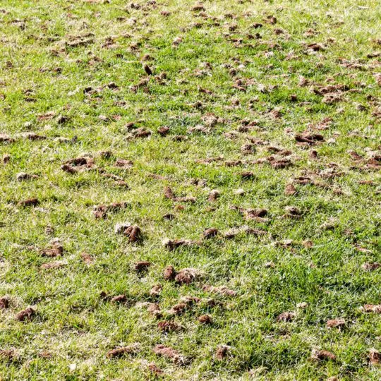 Should I Aerate and Seed in the Fall Green Lawn Fertilizing