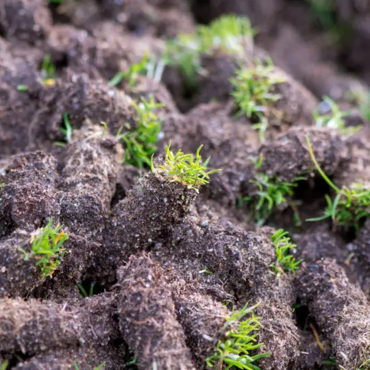 Should I Aerate Before Seeding? Green Lawn Fertilizing