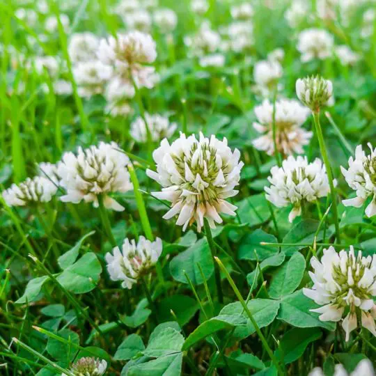 Lawn weed on sale