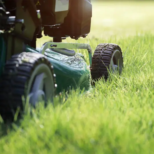 Is Trugreen Worth It? A National Company vs DIY vs Local Lawn Care 