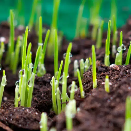 Pre germinate cheap grass seed