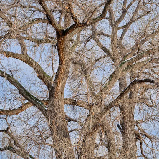 Is My Tree Dead Or Dormant? Green Lawn Fertilizing