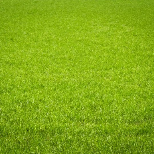 Grass light deals