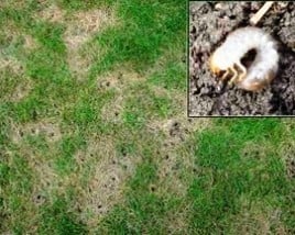 White Grub Damage to Lawns