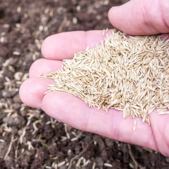 What is the Best Grass Seed for New Jersey? Green Lawn Fertilizing