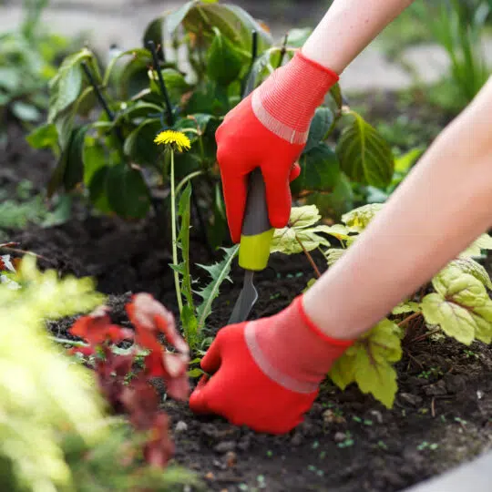 The Best Ways To Prevent Weeds in Flower Beds Green Lawn Fertilizing