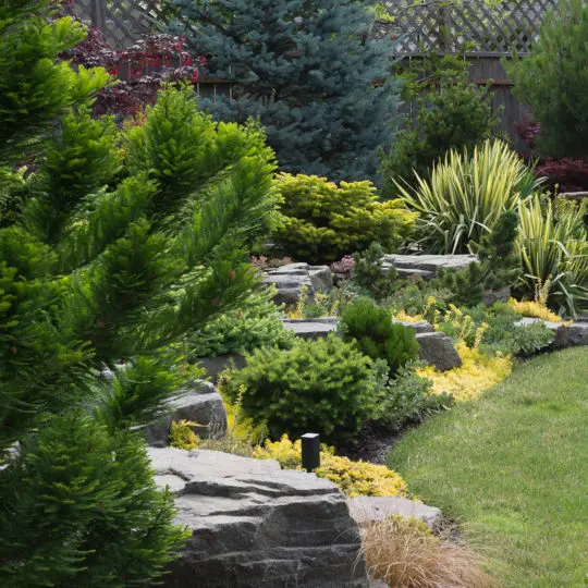 healthy trees and shrubs in landscape