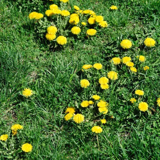Lawn Invasion - Dandelions - Green Lawn Fertilizing
