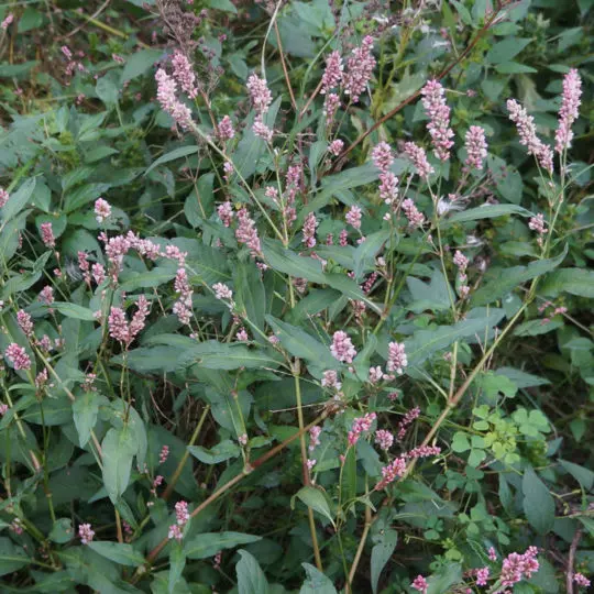 Pennsylvania Smartweed