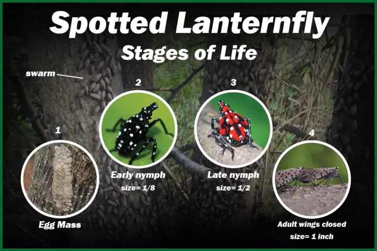 Spotted Lanternfly stages of life