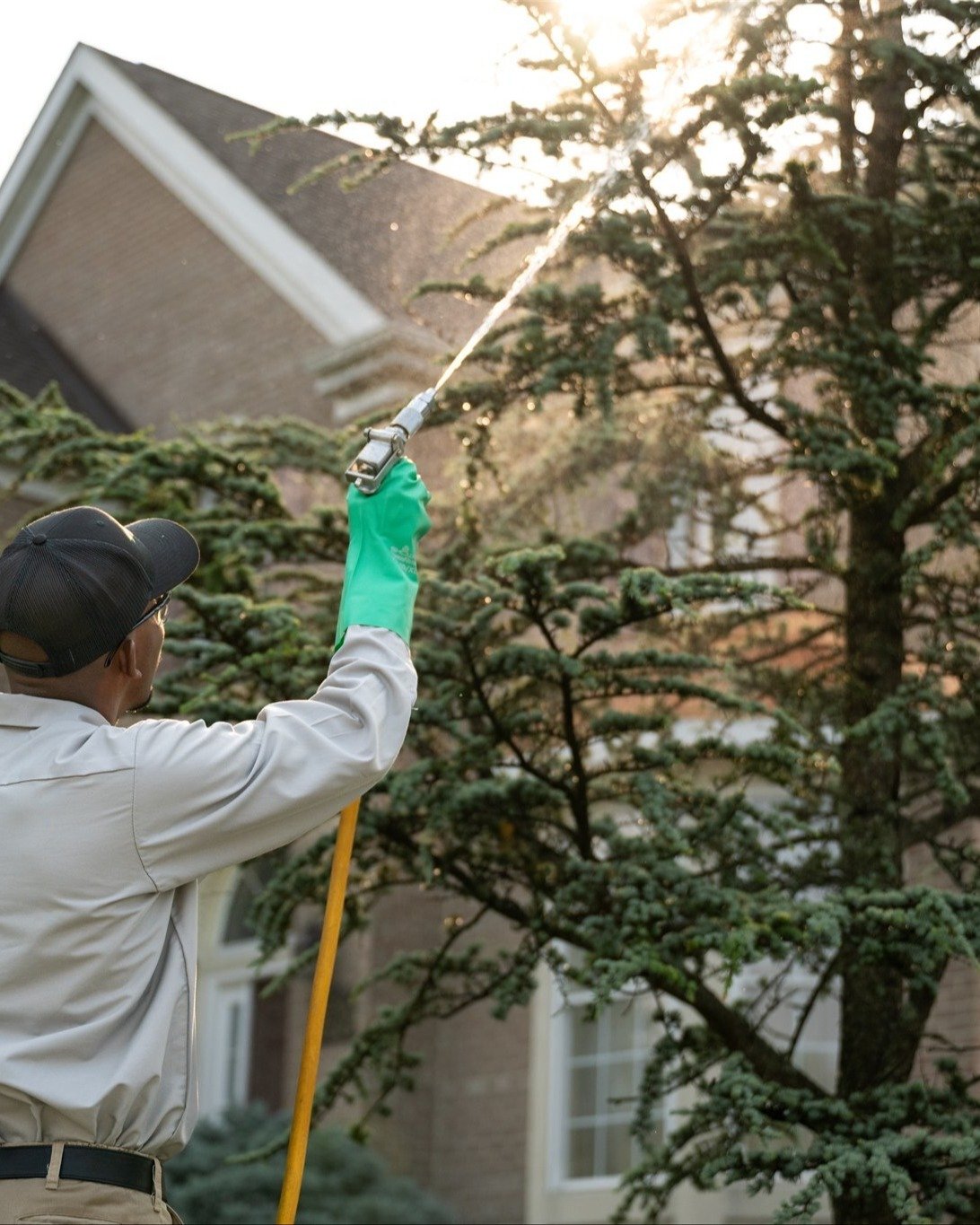tree and shrub application