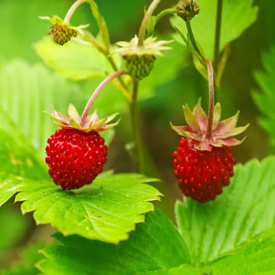  Wild Strawberry フルリム3枚セット Wild Strawberry