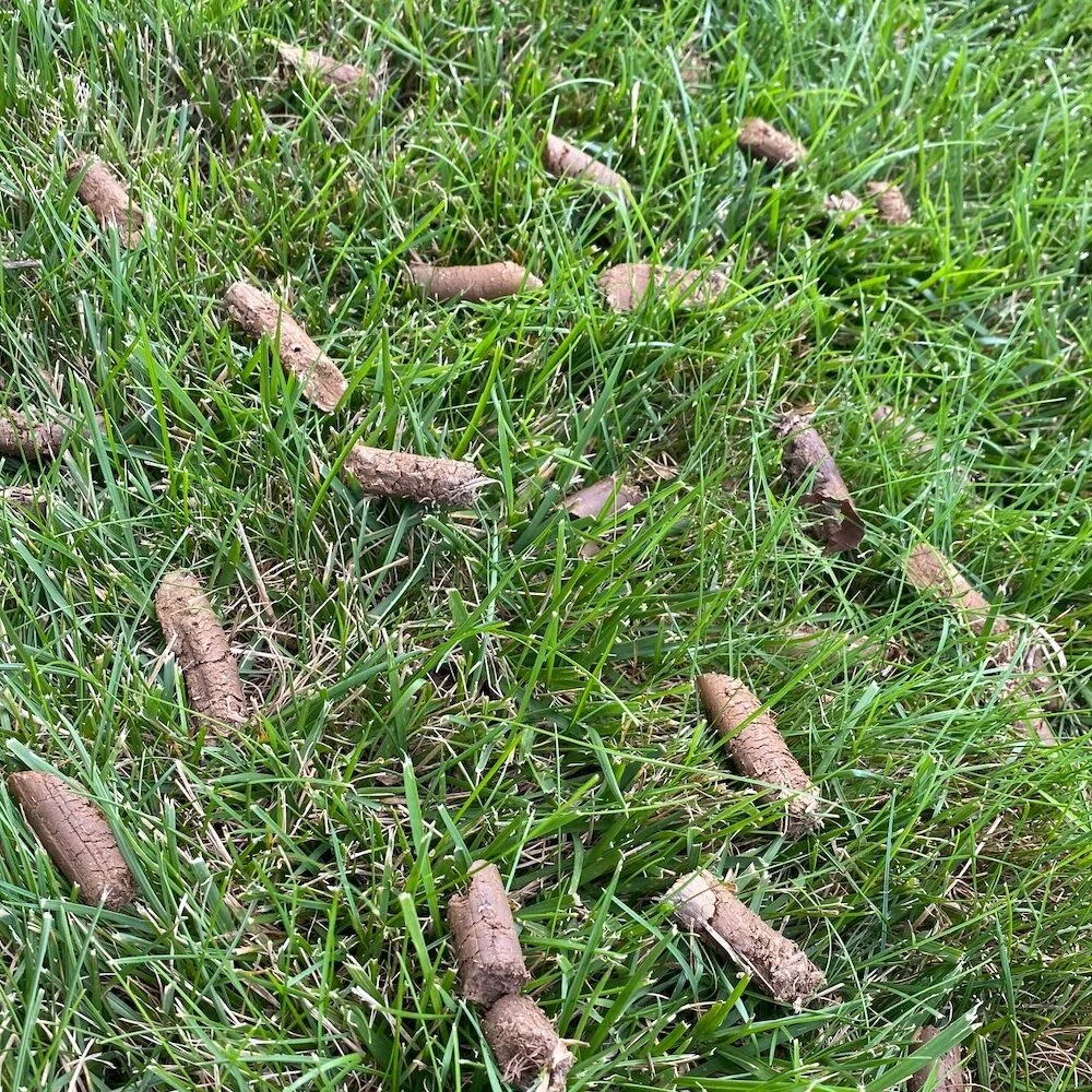 aeration cores on lawn