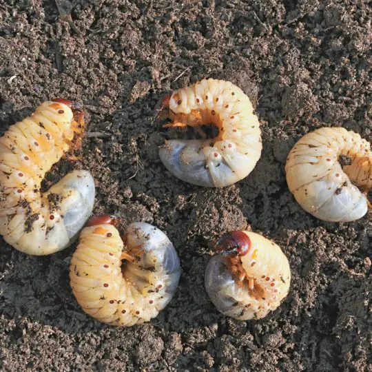 lawn grubs in soil