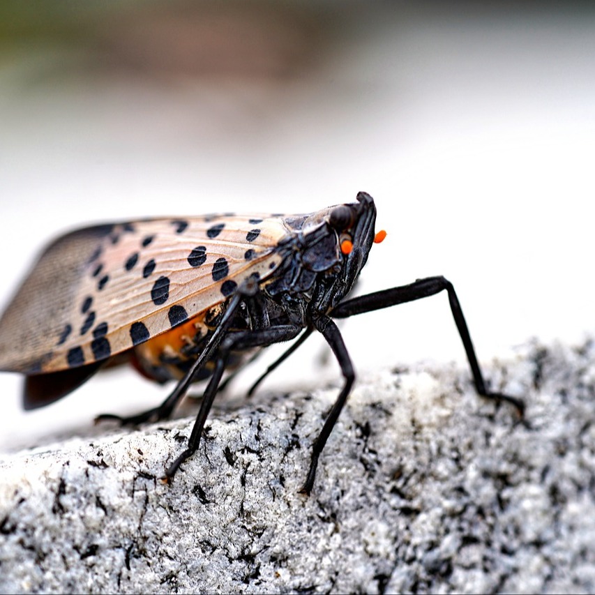 a spotted lanternfly sitting on a tree